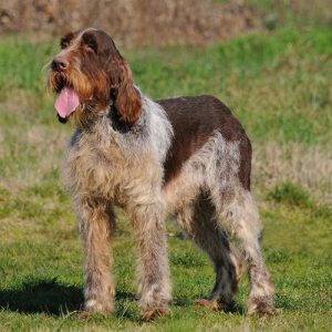 Spinone