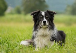 bordercollie